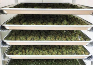 Marijuana storage