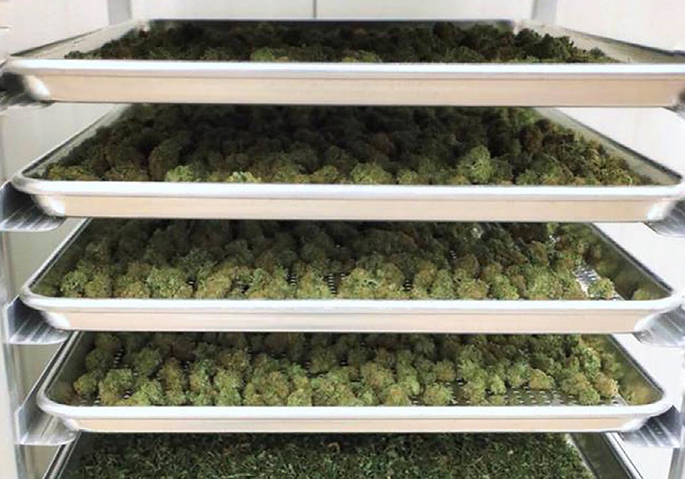 Marijuana storage