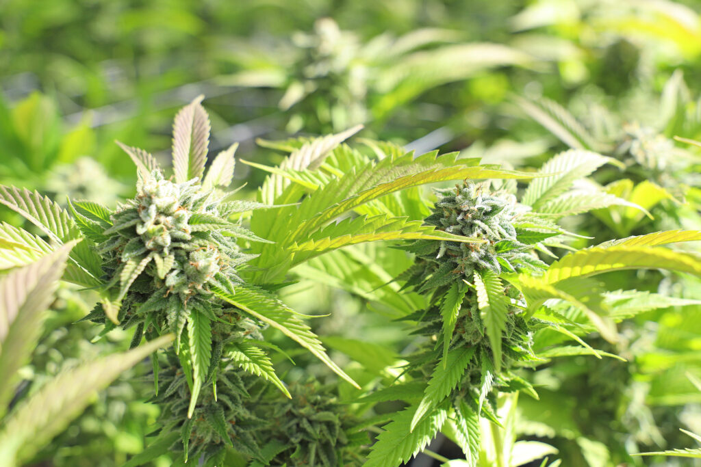 marijuana Flowering Stage