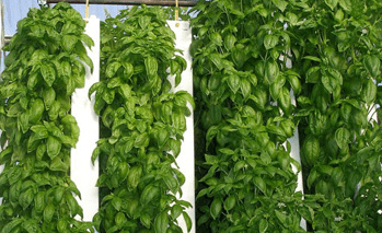 greens growing with vertical farming