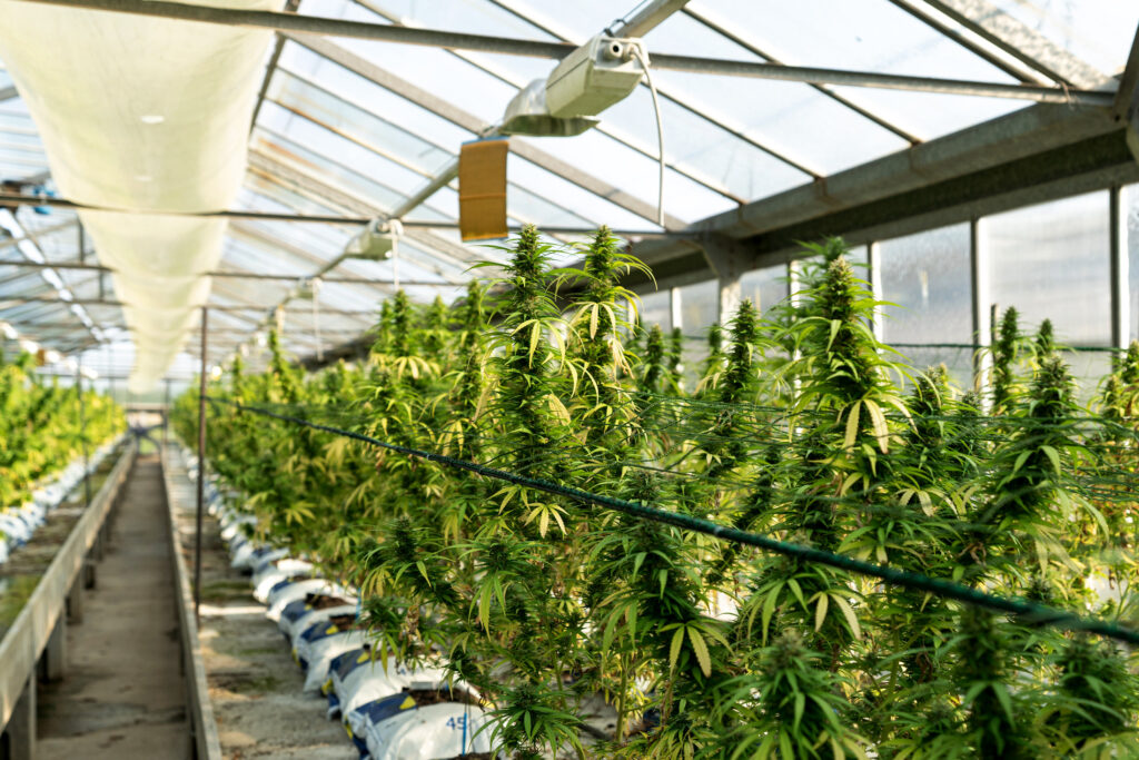 automated Cannabis grow room