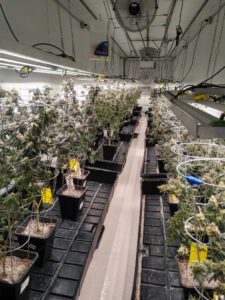 cannabis grow room set up with lighting, irrigation, and fans