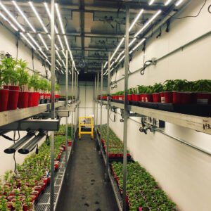 grow room with young marijuana plants