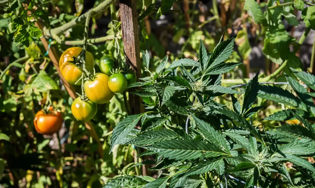 cannabis-landscaping-vegetable-garden-sun