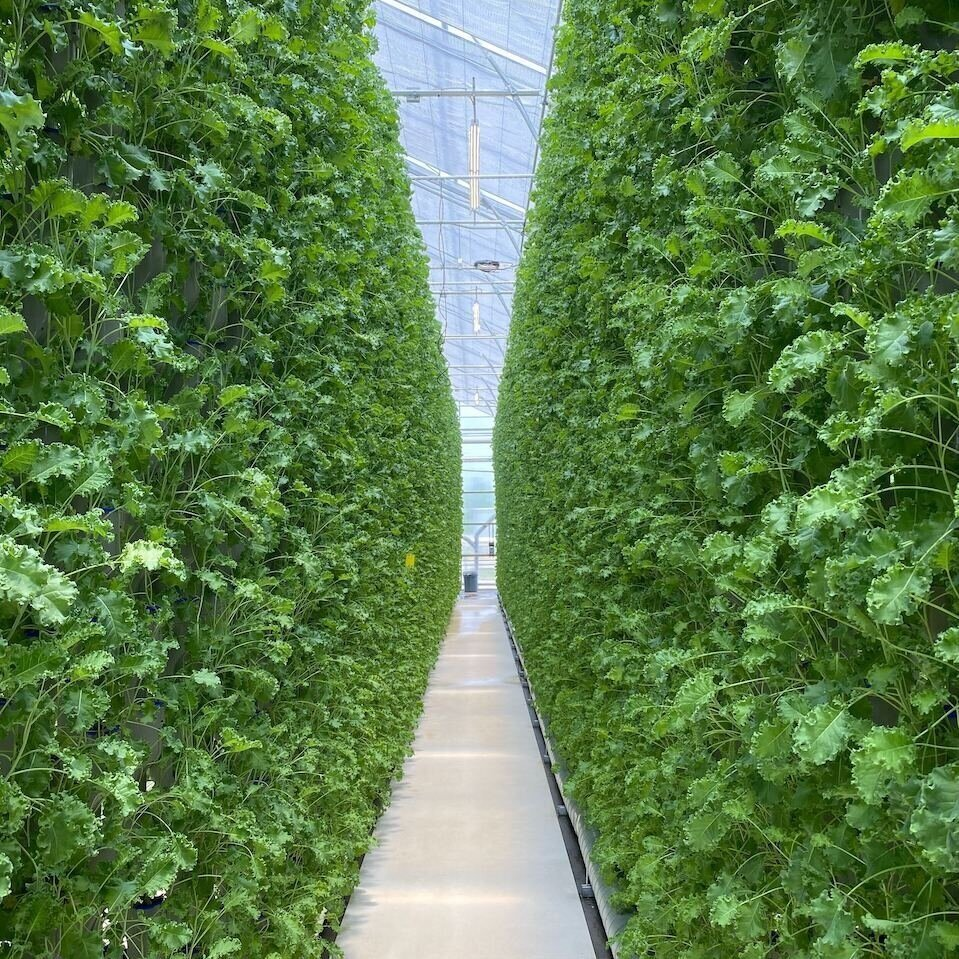Indoor Vertical Farm
