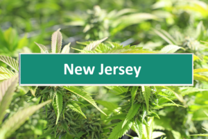 New Jersey Marijuana Microbusiness License